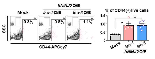 NINJ2 O/E에 의한, CD44(+) cell population 변화 검증