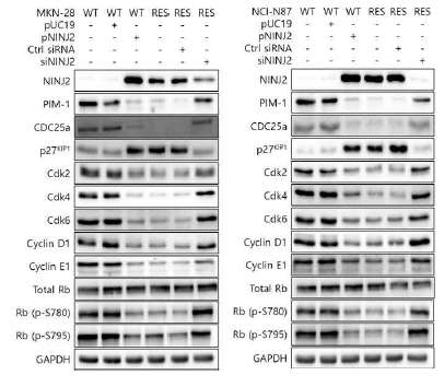 위암 세포주에서 NINJ2에 의한 PIM1 pathway 및 Cell cycle 관련 단백질 발현 변화 검증