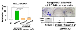 (왼쪽) stable NINJ2 knock-down 효율 확인. (오른쪽) stable NINJ2 knock-down RES-R cell에 ECF를 IC80 concentration으로 3일간 처리. 그리고 drug free에서 세포의 re-growth를 확인 함