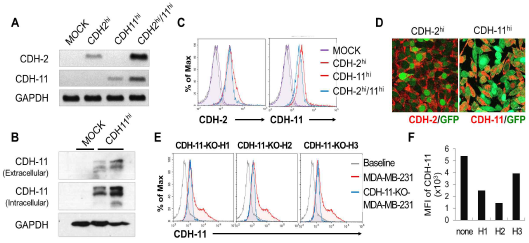 Preparation of cadherin-manipulated cell line. mRNA expression (A) and protein expression (B-D) in cadherin 2 and 11 overexpressed L cells. Confirmation of cadherin 11-knockout MDA-MB-231 cell line using CRISPR/Cas9 system (E,F)