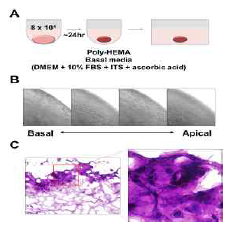 3D-micromass culture system establishment and formation of lining layer-like morphology in FLS micromass