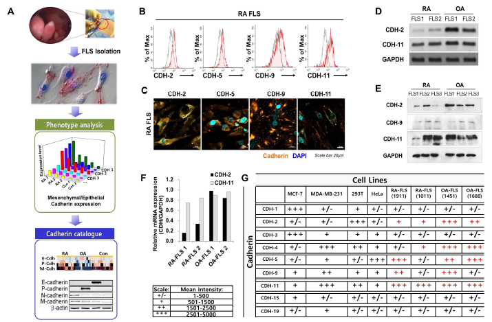 Cadherin expression in RA and OA fibroblast like synovium (FLS). Representative results of cadherin subtype mRNA expression and quantification results in RA and OA FLS (A,B). Expression of cadherin subtype in RA and OA using immunoblot (C) and flow cytometry (D). Expression and localization of cadherin subtype in RA FLS using immunofluoresence stain (F). Scale bar is 20 μm