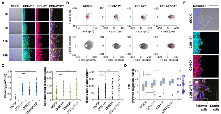 Collective migration stimulated with PDGF-BB (25 ng/ml) in cadherin 11 and cadherin 2 overexpressed L cells. Representative pictures of migration in each cell line by time course (A). Quantification of migrated cell direction (B), migration velocity, accumulated distance, euclidean distance (C), FMI and directionality (D) in each cell line. Leader cell/follower cell configuration in each cell line by movement direction (E). * P < 0.05, ** P < 0.001, *** P < 0.0001 relative to MOCK-L cells