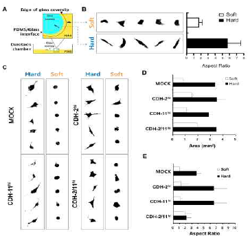 Durotaxis of cells in durotatic migration chamber. Schematic diagram of matrix stiffness (A) and durotactic morphology and aspect ratio of MDA-MB-231 in different matrix stiffness (B). Durotactic morphology and aspect ratio of cadherin-11 and 2 overexpressed L cells (C~E)