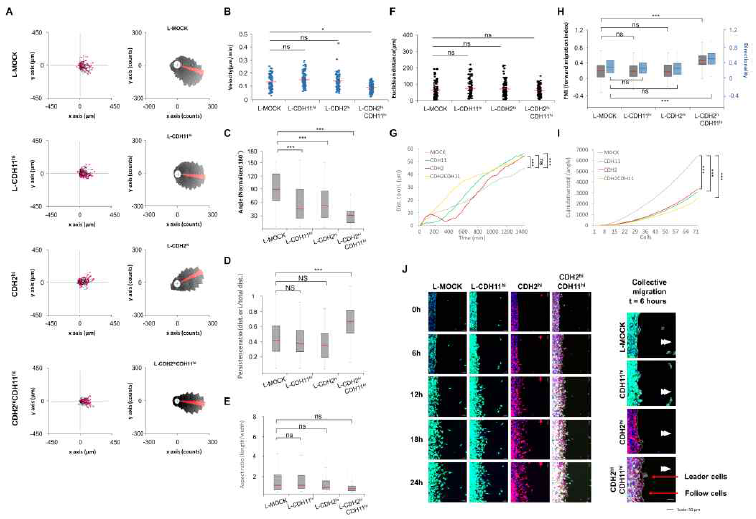 Collective migration stimulated with EGF (10 ng/ml) in cadherin-11 and 2 overexpressed L cells. Representative pictures of migration in each cell line by time course (A). Quantification of migrated cell direction (B~I), migration velocity, accumulated distance, euclidean distance, FMI and directionality in each cell line. Leader cell/follower cell configuration in each cell line by movement direction (J). * P < 0.05, ** P < 0.001, *** P < 0.0001 relative to MOCK-L cells