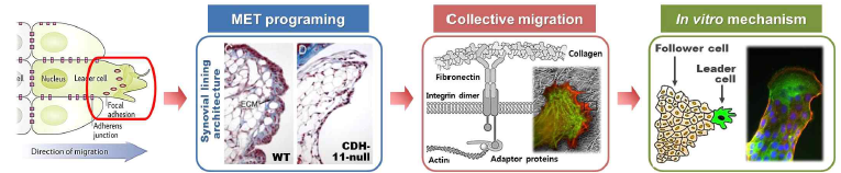 활막세포의 collective migration 연구계획