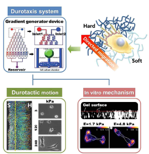 Durotaxis 연구계획