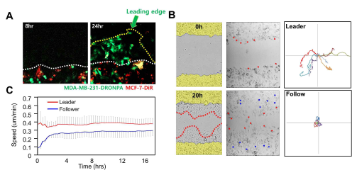 Collective migration of MDA-MB-231 over MCF-7 in wound healing assay (A). Fibroblast like synovium (FLS) wound healing assay and MDA-MB-231(green) and MCF-7(red) wound healing assay (B). Kymograph analysis of leader cells (red line) and follow cells (blue line) (C)