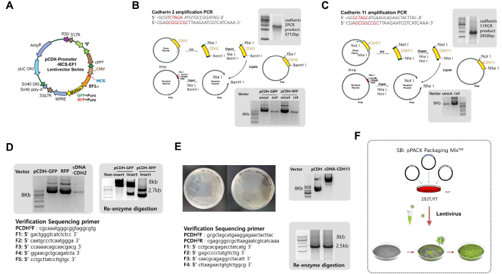 Progression of Cadherin 2 and 11-inserted vector for overexpressed cell line