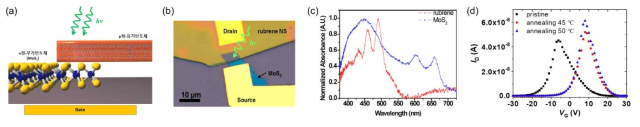 (a) Rubrene/MoS2 n-p FET 구조. (b) 빛 조사시킨 rubrene/MoS2 n-p 이종접합 FET. (c) LCM을 이용해 측정한 rubrene 나노판(빨강색)과 MoS2(파랑색)의 광흡수 특성 곡선. (d) Annealing 온도에 따른 rubrene/MoS2 n-p 이종접합 FET의 역이중극성 transfer 특성 곡선 비교