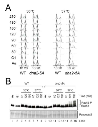 Defects in cell cycle progression of dna2-5A mutant cells at the nonpermissive temperature. (A) Yeast cells (WT, wild type; dna2-5A, a mutant allele defective in hairpin DNA binding) were grown in log phase, followed by G1 arrest using α-factor. Cell were released into YPD media and subjected to FACT analysis at 30-min intervals. As, asynchronous cell culture (B) Western blot analyses of cell lysates from (A) using anti-Rad53 antibodies. Rad53-P indicates a phosphorylation form of Rad53