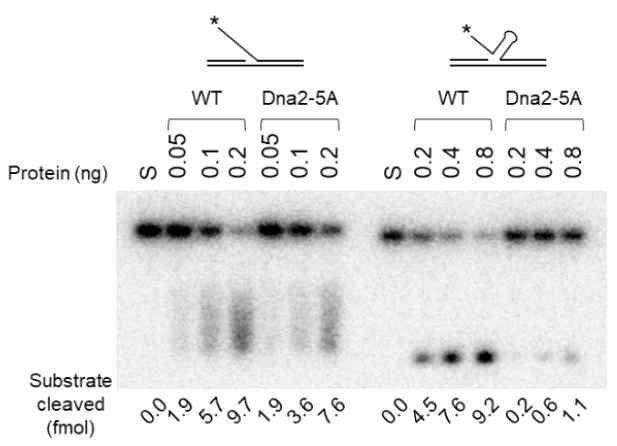 Dna2-5A is defective in cleaving hairpin flap. Wild-type (WT) and mutant Dna2-5A enzymes were incubated at 37℃ for 5 min with two structurally different substrates (15 fmol each) as shown above in buffer containing 50 mM Tris-HCl (pH 7.8), 0.25 mg/ml BSA, 2 mM DTT, 2 mM MgCl2. The reaction mixtures were subjected to 12% PAGE and Phosphorimager analysis.다. S, substrate only control; *, the position of 32P labels