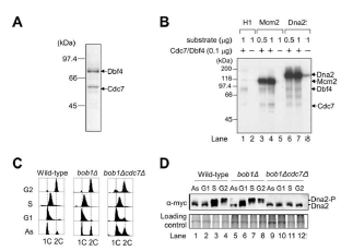 Cdc7/Dbf4-dependent phosphorylation of Dna2. (A) His-Cdc7/Dbf4 purified from insect cells was analyzed in 10 % SDS-PAGE. (B) Purified His-Cdc7/Dbf4 kinase complex specifically phosphorylated Mcm2 and Dna2. 1 mg of Histone 1 (H1), 0.5 mg and 1 mg of GST-Mcm2, and Dna2 were incubated respectively with 100 ng of His-Cdc7/Dbf4 in the presence of [Υ-32P]ATP at 30°C for 15 min. Reactions were stopped by adding dye solution containing 0.1% of SDS and analyzed in 8% SDS-PAGE. (C) Flow cytometry analysis of cell cycle arrested cells. (D) Dna2 is phosphorylated at S and G2 in Cdc7/Dbf4 dependent manner. Dna2-13myc was integrated into the DNA2 genomic locus in W303-1A (wild-type, wt), bob1Δ, and bob1Δcdc7Δ strains. Cells were arrested at different stages of cell cycle by using alpha factor (G1 cells), hydroxyurea (S phase cells), nocodazole (G2 cells) and asynchronous cells as control (As). Western blot using samples from TCA protein extraction was performed with anti-myc antibody