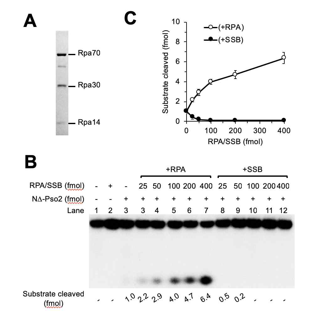 The N-terminal domain of Pso2 is required for its normal function in vivo. (A). Drug-sensitivity assays using cisplatin. Cells (4 x 107) were resuspended in 2-ml phosphate-buffered saline, and treated with indicated concentrations (0-2.0 mM) of cisplatin for 60 min at 30oC with vigorous shaking. The cells were subsequently harvested, washed, serially diluted, and spotted on YPD plates. The plates were incubated at 30oC for 3 days. (B) Drug-sensitivity assays were repeated using 8-methoxypsoralen plus UVA. Cells were grown in 3-ml liquid SD-T medium at 30oC overnight. The cells were harvested, and spotted onto solid SD-T medium containing 8-MOP. The plates were then irradiated with indicated doses of UVA and incubated at 30oC for 3 days