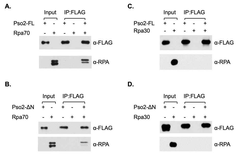 Pso2 interacts Replication-Protein A with the largest Rpa70 subunit. (A) and (B) Purified full-length (Pso2-FL) or N-terminally truncated (Pso2-ΔN) Pso2 was mixed with the largest subunit of Rpa70 (5 pmol each) and pre-incubated on ice for 30 min, followed by 14- hr incubation with anti-M2 FLAG agarose beads in 100 mM NaCl. The precipitated proteins were resolved by 10% SDS-PAGE and probed with either anti-FLAG or anti-RPA to detect Pso2 or Rpa70, respectively. (C) and (D) The same experiments were repeated except that Rpa70 was replaced by Rpa30