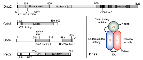 A schematic diagram of proteins that have relevance to this proposal. Dna2 possesses three functional domains (See the inset box for detail). Amino acid positions, mutations, domains of importance are indicated at each protein. The ATPase motif (1072-1098) within the helicase domain is indicated as a solid box. The RecB homology motif (650-700) within the nuclease domain is shown as light gray. Cdc7 possesses a well-conserved kinase domain in eukaryotes with an ATP binding motif at amino acid positions 39-47. Within the 704 aa of Dbf4, there are two Cdc7 binding motifs as indicated. A single amino acid change (P227L in dbf4-1) within the Cdc7 binding motif I results in temperature sensitivity above 35℃,. Full-length Pso2 of 661 aa consists of three protein domains: the unstructured N-terminal domain (1-204), the metallo-β-lactamase (MBL, 214-355), and β-CASP domain (365-640). A putative PCNA-interacting motif (PIP box, 42-QRTLTEFN-49) and a ubiquitin-binding zinc finger (UBZ, 145-IQCPICLENLSHLELYERETHCDTC-169) motif are shown in its N-terminus domain