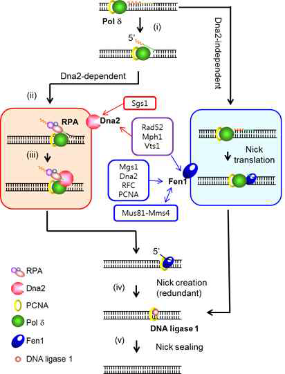 A current model for processing of Okazaki fragments in eukaryotes. The Dna2-dependent pathway (shown in the pink box) includes: (i) The 5' terminus of an Okazaki fragment containing the primer RNA-DNA is rendered a single-stranded flap by displacement DNA synthesis catalyzed by Pol δ. (ii) RPA rapidly forms an initial complex with the nascent flap structure and (iii) then recruits Dna2 to form a ternary complex. This leads to the initial cleavage of RNA-containing segments by Dna2, (iv) leaving a short flap DNA that can be further processed either by Fen1 (Fen1-dependent) or by other nucleases, possibly Exo1 or 3' exonuclease of Pol δ (Fen1- independent) (not shown; Rossi et al., 2006b). (v) Finally, the resulting nick is sealed by DNA ligase 1. Short flaps can be processed directly by Fen1 (Dna2-independent pathway) that involves the 'idling' (not shown) or 'nick translation' (shown in the blue box). Nicks generated by this mechanism are directly channelled into the nick sealing step. 'Auxiliary' or ‘regulatory’ factors that stimulate Dna2 or Fen1 or both are boxed and their targets are indicated by arrowheads. A double arrowhead indicates mutual stimulation