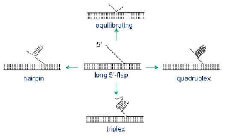 A variety of structures are possible in unprocessed 5'-ssDNA flaps. If an excessively long 5' flap is not processed in a timely manner, the flap can reanneal back to the template DNA, generating an 'equilibrating' flap which is more difficult to process by Fen1 alone. Alternatively, it could form hairpin or higher-order structures such as triplex or quadruplex according to the sequence context