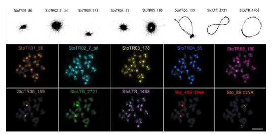 Cluster graph layout and chromosomal distribution of the 10 independent repeats. The upper panel shows the read cluster graphs of the six tandem repeats and two LTR retrotransposon fragments. The lower panel shows the chromosomal distribution of the eight repeats from the upper panel and the rDNA families. Bar = 10 μm