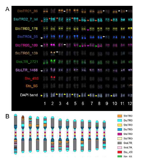 Mitotic metaphase FISH karyogram of S. tora. A) Chromosomal distribution of the 10 independent REs showing mostly centromeric and pericentromeric localization. StoTR01_86 localized at paracentric regions of either short or long arms, except for chromosomes 4 and 11 which showed pericentric localization. StoTR02_7_tel showed extra-telomeric signals at the centromere and interstitial regions of either, but not both, chromosome arms (orange arrows). StoTR03_178 localized at centromeres of all chromosomes and at a weak locus in 7L which colocalized with StoTR05_180 (pink arrows). StoTR04_55 localized at pericentromeric regions in all chromosomes and a weak locus in 1L. StoTR05_180 was intense in the centromere of chromosome 2. Aside from centromeric regions, it was also observed at equilocal sites in the interstitial regions of some chromosomes (green, white, and pink arrows). StoTR06_159 showed an intense signal at the NOR site in chromosome 2S and a weak signal in chromosome 3S. StoLTR_2721 showed dispersed distribution at pericentromeric regions of most chromosomes, but it was more intense in chromosomes 1L and 2S NOR site. StoLTR_1468 localized centromeric regions and a weak signal at 1L. One locus each was observed for the 45S and 5S rDNA families. Some chromosomes have inherent DAPI bands (yellow arrows). Note the colocalized StoTR06_159 and StoLTR_2721 signals at the NOR site in chromosome 2S. Whereas StoLTR_1468 localized at the proximal end of the NOR site. White arrows indicate weak signals. Bar = 10 μm. B) Karyotype idiogram of S. tora with stretched (peri)centromeric region. Chromosomal niches of different repeats are indicated by different colors and patterns. The dark grey background indicates the DAPI counterstain