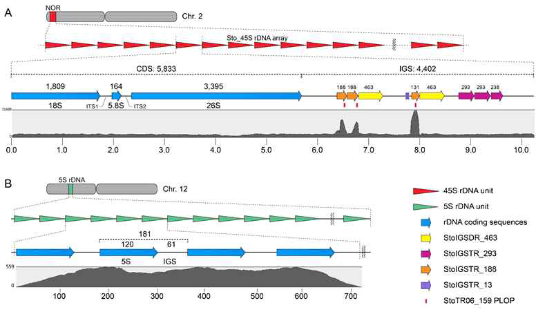 Sequence organization of the 45S (A) and 5S (B) rDNA sequences in S. tora. A) 10,235 bp S. tora 45S rDNA consensus sequence in chromosome 2. The StoIGSDR_463 (yellow arrows) was localized immediately downstream of the StoIGSTR_188 repeat arrays. Mapping of 2.7× short reads (gray graph) revealed an extreme mapping abundance of the StoIGSTR_188 coincidentally matching with the StoTR06_159 PLOPs (red bars). B) 181 bp 5S rDNA in chromosome 12. The numbers on top indicate the bp lengths of corresponding fragments. Scales are in A and B are in kb and bp, respectively