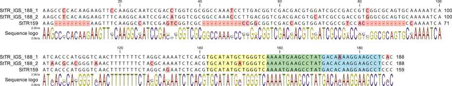 Sequence alignment of StoIGSTR_188 and StoTR06_159. Two complete StoIGSTR_188 from the 45S rDNA IGS region and the StTR159 consensus are shown. A total of 29 bp from three regions (nt 4-12, 41-50, and 82-91) were deleted in StTR159. The FISH targets of StoTR06_159_OP1 and StoTR06_159_OP2 are shown in yellow and blue highlights, respectively. The green highlight shows the overlapping regions between targets of StoTR06_159_OP1 and StoTR06_159_OP2 but because each probe is strand-specific, they do not compete for target DNA