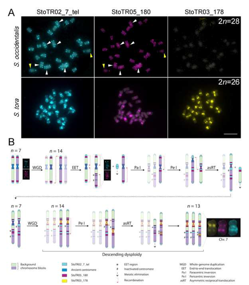 Hypothetical pathway for chromosome dysploidy in S. tora. A) Comparative FISH of StoTR02_7_tel, StoTR05_180, and StoTR03_178 between S. occidentalis and S. tora. StoTR02_7_tel and StoTR05_180 colocalized at chromosome termini and interstitial regions (white arrowheads) in S. occidentalis with some chromosomes showing differential abundance (yellow arrowheads). Both repeats were localized at pericentric and interstitial regions in S. tora. StoTR03_178 was observed only in S. tora. Bar = 10 μm. B) Hypothetical chromosome evolution in S. tora attempts to explain the amplification of and StoTR02_7_tel and StoTR05_180 at pericentromeric and interstitial sites and the emergence of a novel StoTR03_178 centromeric repeat. Dysploidy and non-dysploidy mechanisms revert the chromosome number to n = 7 after a WGD. A second, more recent WGD triggers concerted evolution of StoTR03_178, displacing StoTR05_180 distally from the centromere. Two chromosomes merged forming a derivative chromosome (Chr. 7) causing the extant descending dysploid S. tora karyotype. Chromosomes not involved in a particular process are faded to emphasize chromosome rearrangements events