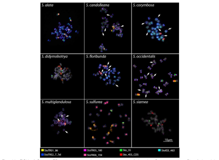 FISH of S. tora TRs on root metaphase chromosomes of the nine Senna species. Six of the eight