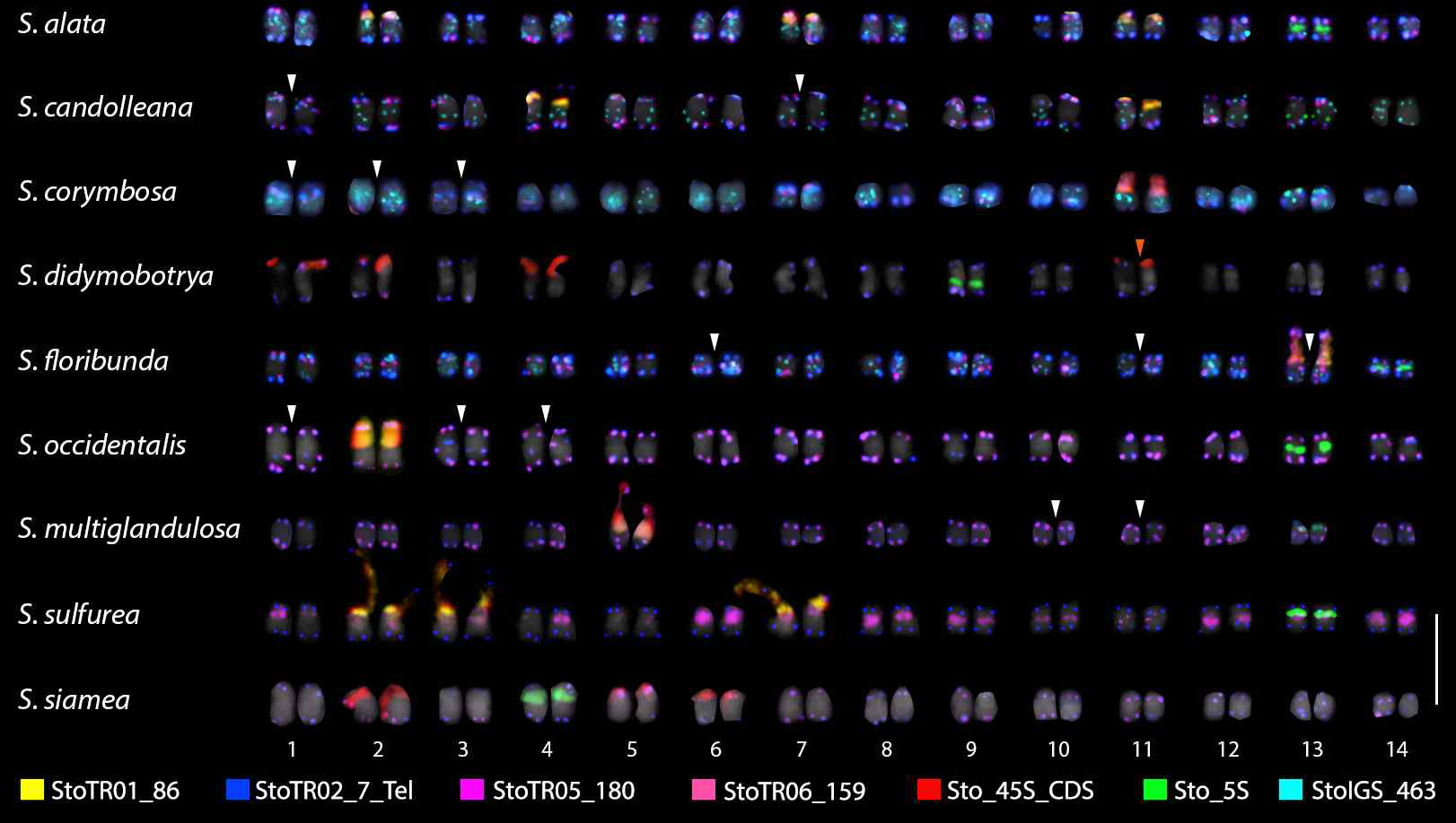 FISH karyogram of the root metaphase chromosomes of the nine Senna species. StoTR01_86 were mostly colocalized at 45S rDNA sites in all species except S. siamea. StoTR05_180 was at subtelomeric sites in all species except in S. sulfurea, where it localized at pericentromeric regions. The white arrows indicate the ITR in S. candolleana, S. corymbosa, S. floribunda, S. occidentalis and S. multiglandulosa. The orange arrow shows the weak signal of StoTR01_86 in S. didymobotrya. For karyogram of each species