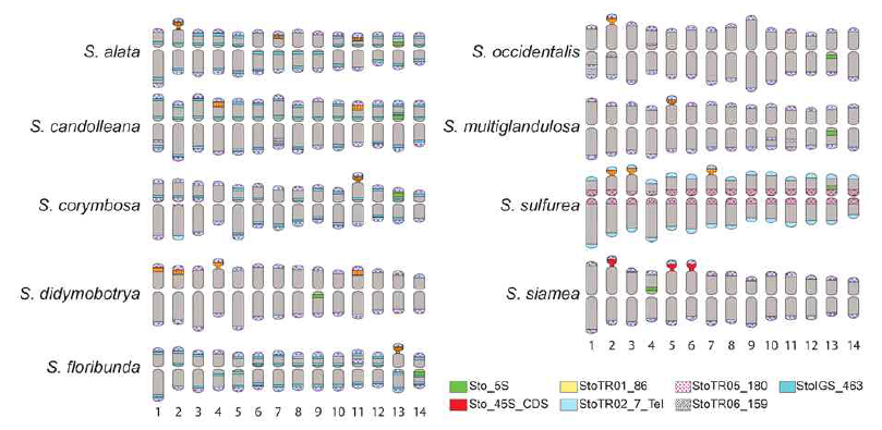 Karyotype idiogram showing the distribution of S. tora TRs in nine Senna species. Note the colocalization of StoTR01_86 and StoTR06_159 at the 45S rDNA loci in some species, and the unique distribution of StoTR05_180 at the pericentromeric regions of all chromosomes in S. sulfurea, contrary to subtelomeric location in other species