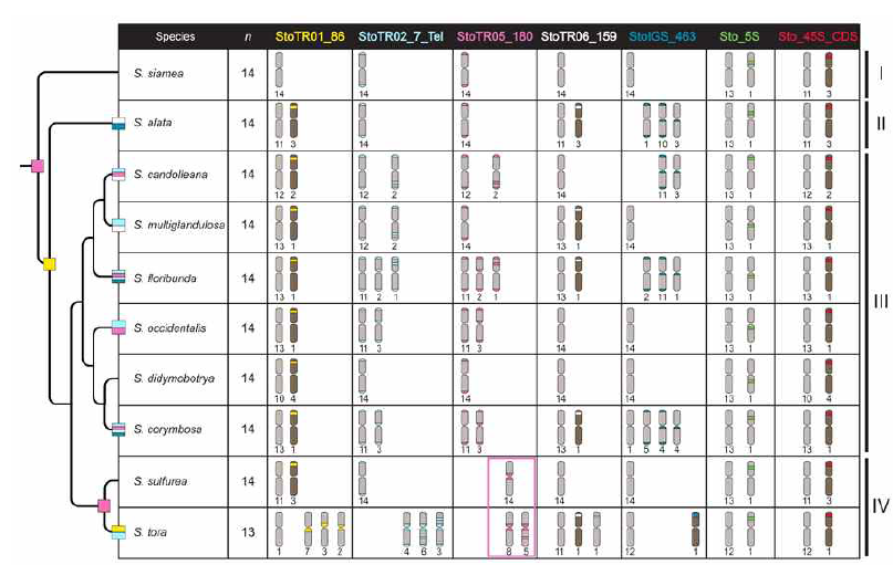 Cyto-phylogenetic analysis among Senna species. The ten species, including S. tora, were grouped into four (I-IV). StoTR05_180 at the subtelomeric site is shared in all ten, and likely the primitive distribution pattern in, Senna. StoTR01_86 was shared by species in Groups II-IV. Independent chromosomal rearrangements involving several repeats and chromosomes have taken place in species Groups II-IV. Species in Group IV shared rearrangements involving the displacement of StoTR05_180 to the pericentromeric regions of chromosomes (pink box)