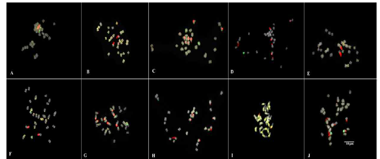 Triple-color FISH metaphase spread of 10 Senna species: S. bauhinioides (A), S. candolleana (B), S. didymobotrya (C), S. leandrii (D), S. multiglandulosa (E), S. occidentalis (F), S. spectabilis (G), S. sulfurea (H), S. tora (I), S. viarum (J). Each species has only one 5S rDNA (green) homologous pair, while 45S rDNA (red) number varies. Most telomeric signals (yellow) hybridized on termini and additional signals on interstitial or para-, peri-centromeric region in species (F, I) Scale bar=10 μm