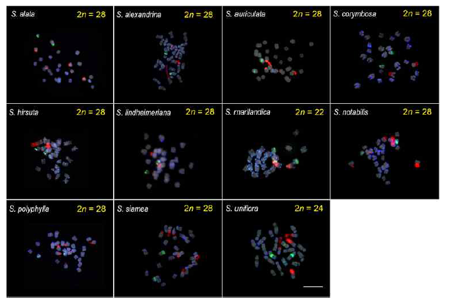 Triple-color FISH of 11 Senna species. The predominant chromosome number was 2n = 28. The exceptions were S. marilandica and S. uniflora which have 2n = 22 and 2n = 24, respectively. One pair of 5S rDNA (green) and one to three pairs of 45S rDNA (red) were detected. Scale bar=10 μm