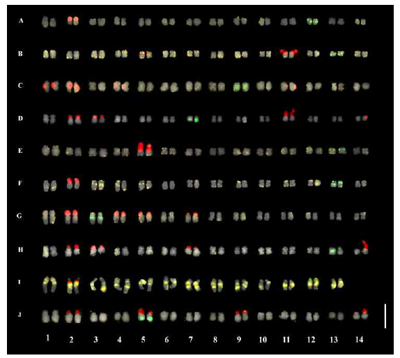 FISH karyogram of ten Senna species: S. bauhinioides (A), S. candolleana (B), S. didymobotrya (C), S. leandrii (D), S. multiglandulosa (E), S. occidentalis (F), S. spectabilis (G), S. sulfurea (H), S. tora (I), S. viarum (J). Scale bar=10 μm