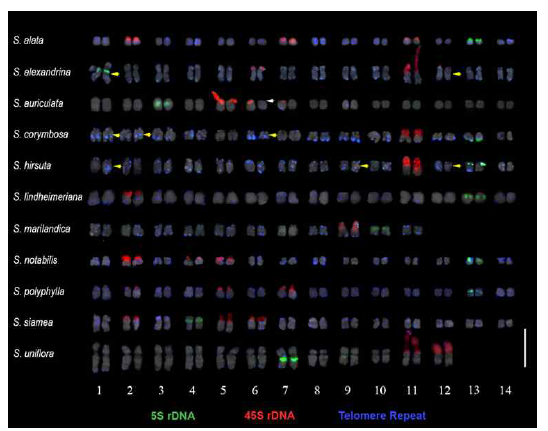 FISH karyogram of the 11 Senna species. Green, red, and blue signals indicate 5S rDNA, 45S rDNA, and telomeric repeats, respectively. Yellow arrowheads point to ITR signals. The white arrowhead points to the hemizygous 45S rDNA locus in S. auriculata. Scale bar =10 μm