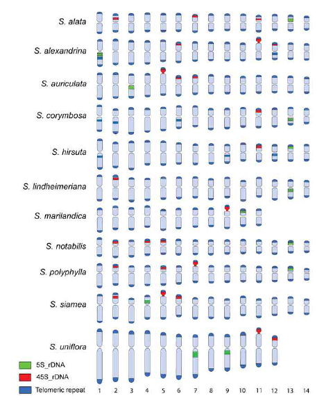 Idiogram of the 11 Senna species. Red, green, and blue bars represent 45S rDNA, 5S rDNA, and telomere repeat, respectively