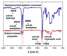 수베린 모노머(Depolymerized suberin monomer)와 수베린 폴리에스터(Suberin-based polyester)의 FT-IR 스펙트럼