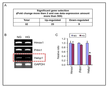 DNA microarray 결과 유의한 발현 값을 가지는 유전자만을 선별. RT-PCR로 확인 결과 Hebp1이 고농도 글루코즈에서 발 현량이 확연히 감소함