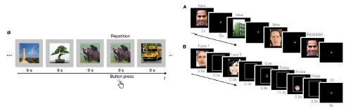 Horikawa et al. (2017) 연구팀의 fMRI 실험 패러다임(좌), Lee et al. (2016) 연구팀의 fMRI 실험 패러다임 (우)