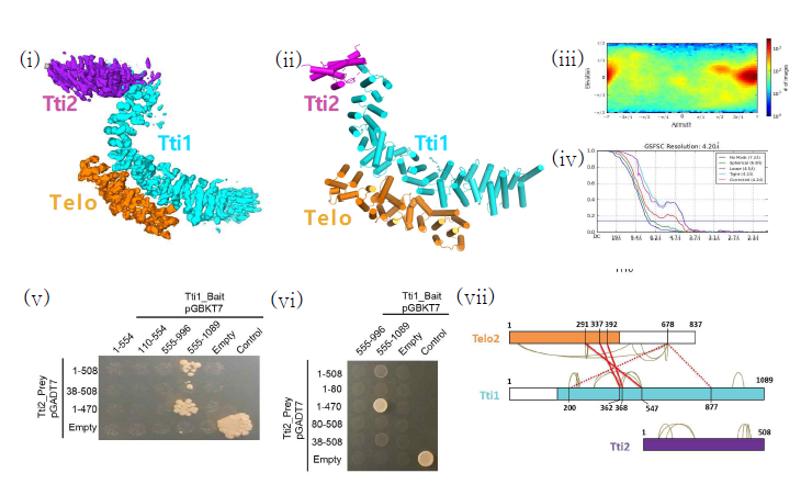 Cryosparc을 통하여 입자를 재구성하여 생성된 인간유래 TTT 복합체의 3D 모델. (i) TTT 복합체의 EM map, (ii) TTT 복합체의 3D model, (iii) 3D 모델을 재구성하기 위해 투사된 입자의 분포도, (iv) 3D 모델의 퀄리티를 나타내는 FSC curve (v, vi) Yeast 2 hybrid 분석을 통한 TTT 복합체의 결합 분석 (vii) Xl-ms를 통한 TTT 복합체의 아미노산 수준 결합 분석