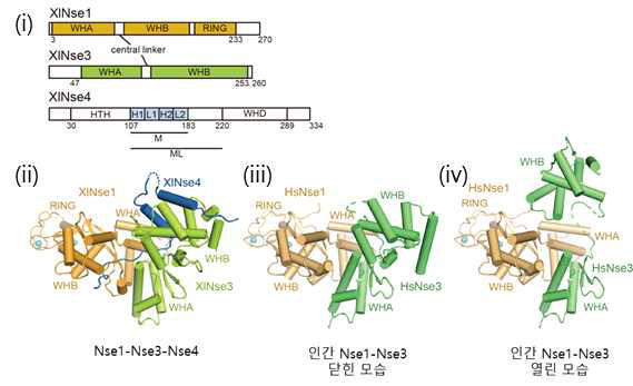 개구리 Nse1/3/4와 인간 Nse1/3의 구조 비교. (i) Nse1/3/4의 도식. Nse4의 구조 연구에 사용된 부분은 M이라 칭함. (ii) 개구리 Nse1/3/4 구조. Nse1는 주황색, Nse3는 초록색, Nse4는 파란색으로 표시함. (iii) 인간 Nse1/3의 구조 중 닫힌 모습. Nse1는 주황색, Nse3는 초록색으로 나타냄. (iv) 인간 Nse1/3 구조 중 열린 모습