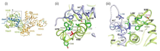 (i) 전체적인 Nse1/3/4의 구조. (ii) (i)에서 b로 표시된 박스를 확대하여 L230을 보여줌 (인간 L264F). (iii) (i)에서 c로 표시된 박스를 확대하여 P175를 보여줌 (인간 P209L)