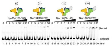 Nse1/3/4와 핵산 복합체 형성. (i) 구조를 밝힌 Nse1/3/4 복합체의 핵산과 복합체 형성. (ii) Nse4ML C말단을 늘린 Nse4를 포함한 복합체의 핵산에 대한 친화력 테스트. (iii) N말단 HTH motif를 늘린 Nse4를 포함한 복합체의 핵산과 결합 테스트. (iv) Nse4의 N말단과 Nse4ML C말단을 모두 늘린 복합체에서 핵산과 복합체 형성