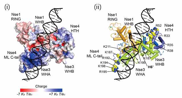 Nse1/3/4-핵산 복합체 모델. (i) Nse1/3/4 복합체 표면의 양전하와 음전하를 각각 파란색과 빨간색으로 나타 냄. (ii) (i)와 같은 그림이며 Nse4의 돌연변이 아미노산 잔기들을 노란색으로 나타냄. 모든 잔기가 핵산 주위에 분포 되어 있음