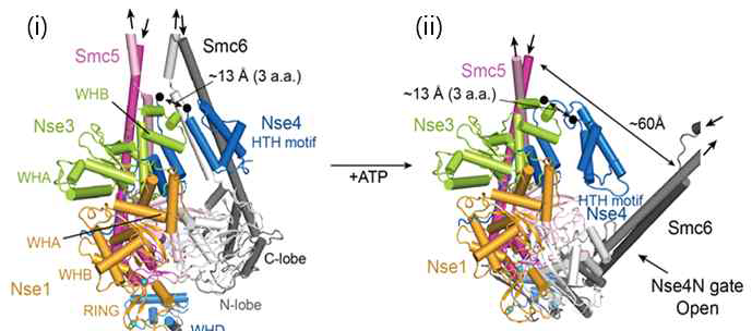 Smc5/6 복합체에서 Nse1/3/4의 gate opening model