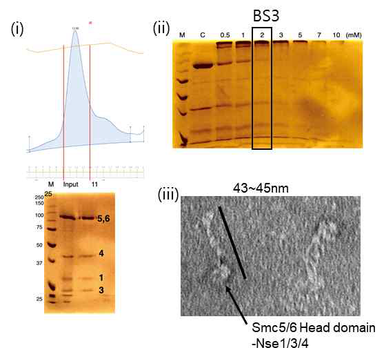 (i) SMC5/6-Nse1/3/4 복합체의 정제. (ii) BS3을 처리하여 SMC5/6-Nse1/3/4-핵산 복합체를 cross-linking 하였고 젤에서 확인 함. (iii) Negative-staining EM 방법을 통해 전체적인 SMC5/6-Nse1/3/4 구조를 확인 함