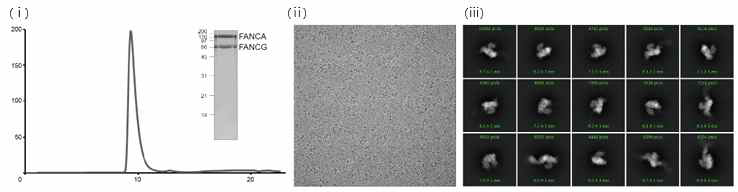 (i) FancA/G 복합체의 크기 배제 크로마토그래피와 폴리아크릴아마이드 겔 전기 영동으로 확인한 단백질의 순도, (ii) Cryo-EM 그리드로 관찰한 Fanc A/G 복합체의 이미지, (iii) Fanc A/G 복합체의 2D class average 결과