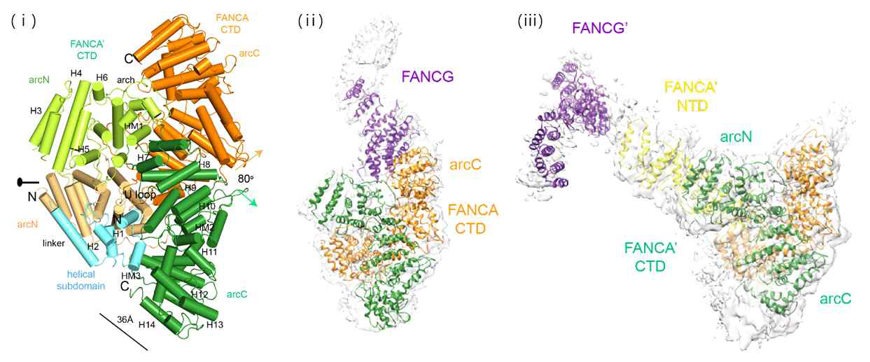 (i) FancA 동질 이합체의 구조, (ii) FancG 가 FancA 의 C-말단에 결합한 복합체의 구조, (iii) FancG 가 FancA 의 N-말단에 결합한 복합체의 구조