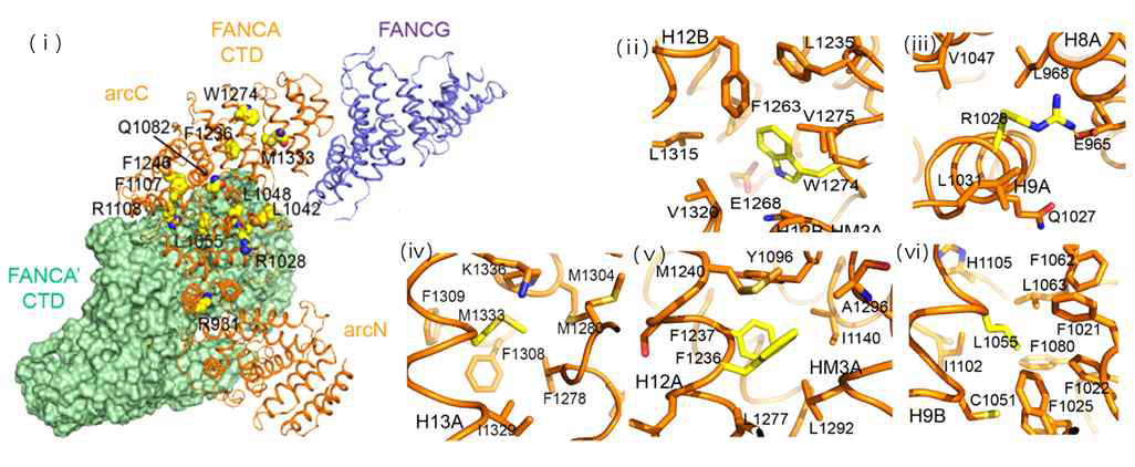 (i) FA 질병과 암세포에서 유래된 돌연변이의 FancA 구조상에서의 위치. (ii) Trp1274 (인간 Trp1302Arg), (iii) Arg1028 (인간 Arg1055Trp),(ⅳ) Met1333 (인간 Met1360Ile) , (v) Phe1236 (인간 Phe1262Leu), Phe1237 (인간 Phe1263del), (ⅵ) Leu1055 (인간 Leu1082Pro) 돌연변이의 구조