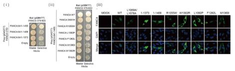 Yeast Two-hybrid와 면역형광법을 통한 FancA 돌연변이 분석. (i) C-말단의 나선 2개 또는 3개를 잘라낸 FancA와 FancG C-말단의 결합. (ii) 그림 7의 돌연변이가 도입된 FancA와 FancG C-말단의 결합 (iii) FancA 돌연변이의 핵이동 분석